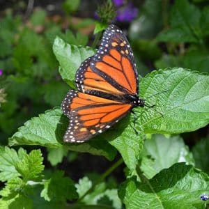 Butterflys_of_The_Lowcountry