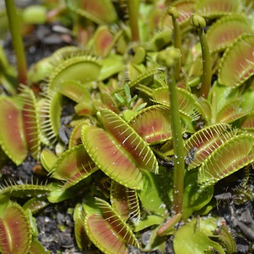 Venus Flytrap  Learn With the South Carolina Aquarium