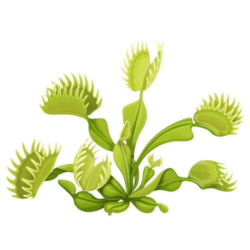 Carnivorous Plants
