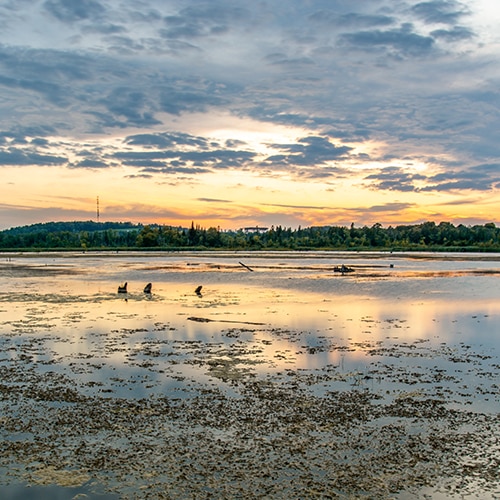 Salt Marsh