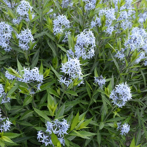 Native Plant Sale