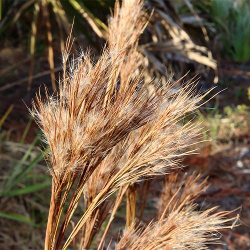 Native Plant Sale