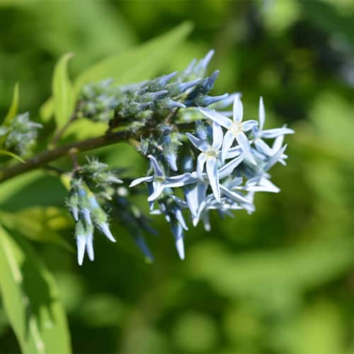 Native Plant Sale