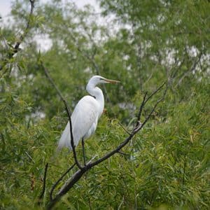 Birding_At_Pinckney