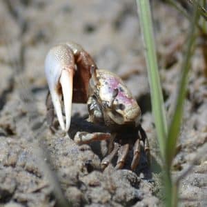 Fiddler_Crab_on_the_marsh