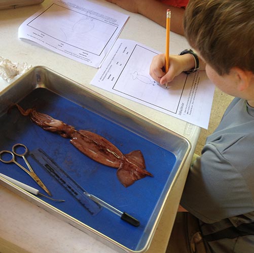 Field_Trips_Squid_Dissection