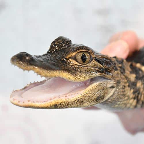 Reptiles_Presentation