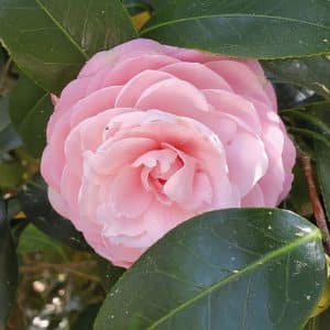 Camelia_Winter_Rose