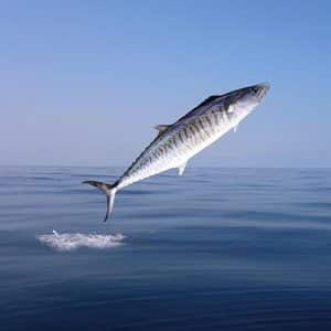 King_Mackerel_Fish