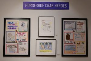 Horseshoe Crab Heroes