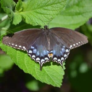 Butterfly Discovery