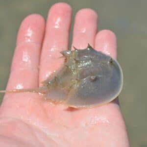 Horseshoe Crabs