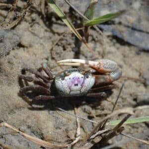 Salt Marsh Discovery