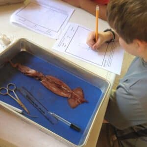 Squid Dissection