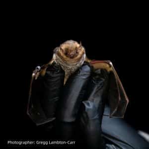 bat_cred