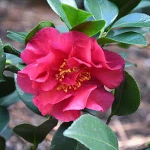 camellia