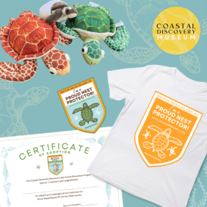 adopt a turtle nest at coastal discovery museum