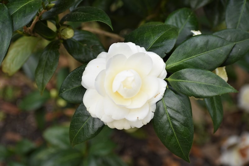CDM Camellia Dahlonega