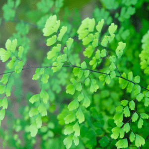 Maidenhair