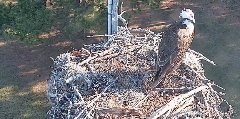 Osprey Live Cam