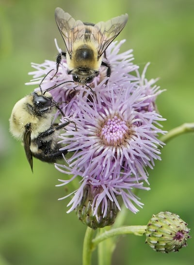 Wild Bees Brown-belted on Thistle (1)