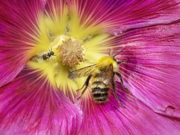 Wild Bees BumbleBee Perplexing on Mallow