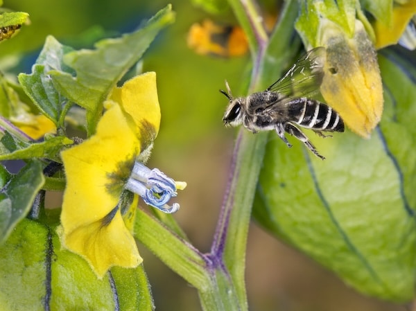 Wild Bees Cellophane Bee Colletes latitarsis