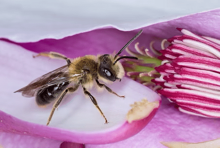Wild Bees_Sharp&Eatman_2025