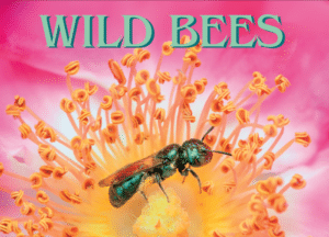 wildbees1