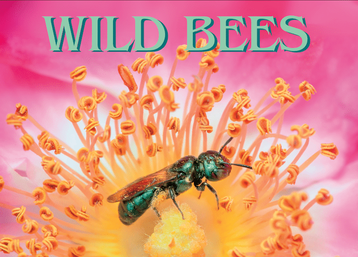 wildbees1