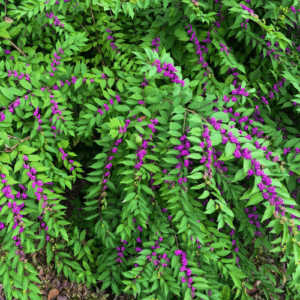 Beautyberry (Callicarpa americana)