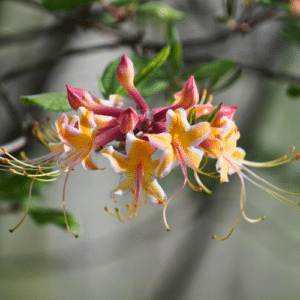 Millie Mac Azalea (Rhododendron austrinum)
