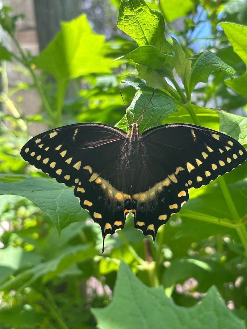Butterfly closeup
