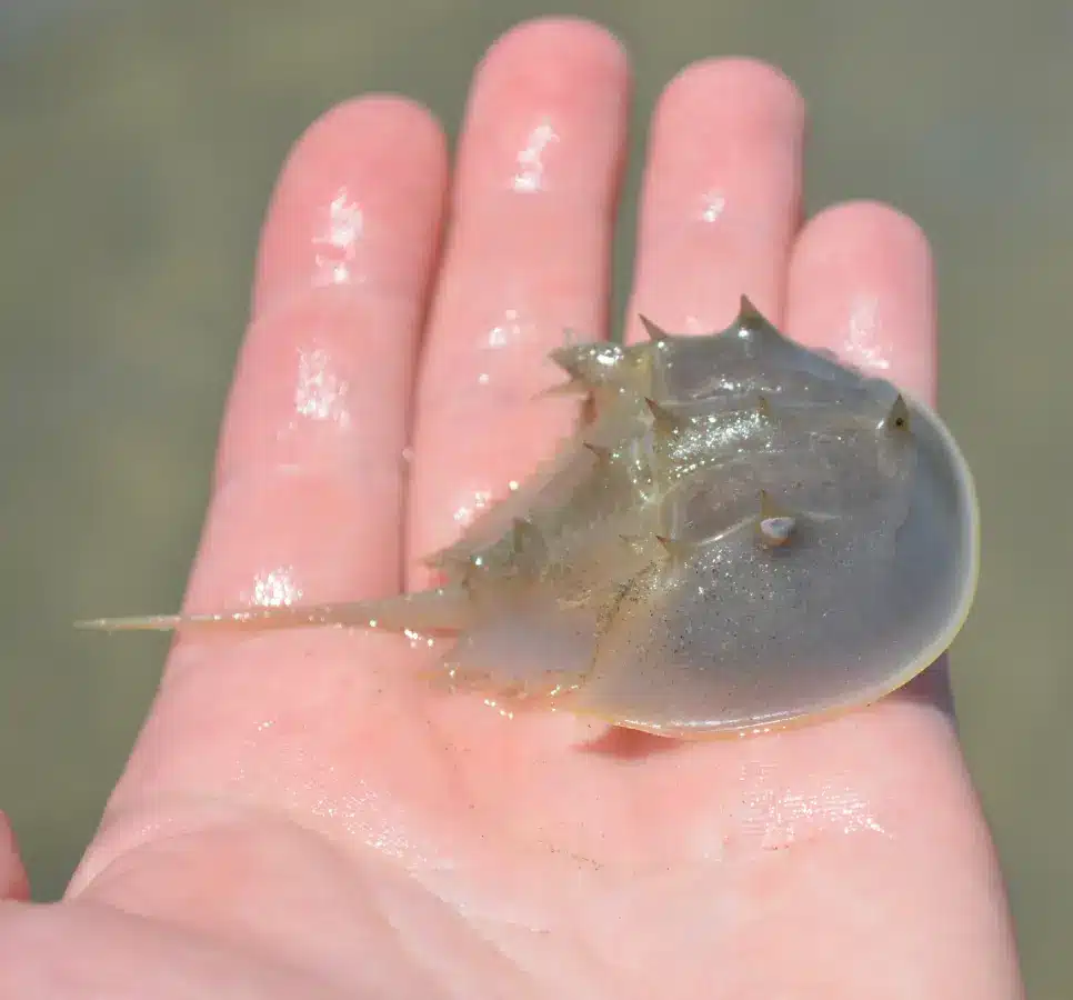 horseshoe crab