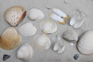 Clams 001