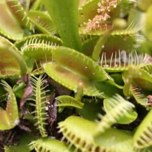 Image for Native Plant Hike