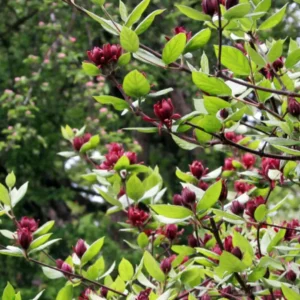 Calycanthus floridus