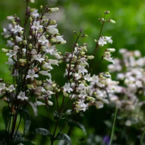 Penstemon laevigatus