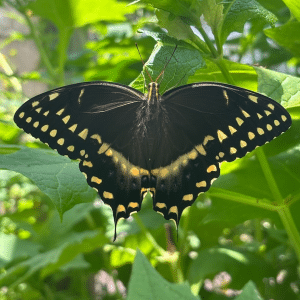 Butterfly Learning Station