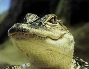 All About Alligators Nature Up Close
