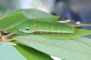 Butterfly Discovery - Spicebush caterpillar Nature Up Close