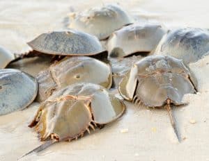 Horseshoe Crabs Nature Up Close