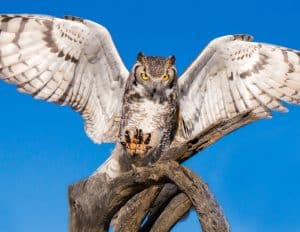 Lowcountry Owls Nature Up Close