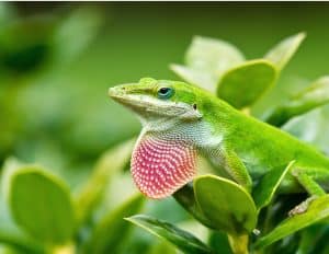 Lowcountry Reptiles anole Lowcountry Reptiles Nature Up Close