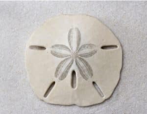 Marine Invertebrates sand dollar Nature Up Close