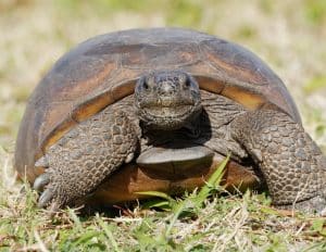 Turtle Time Nature Up Close